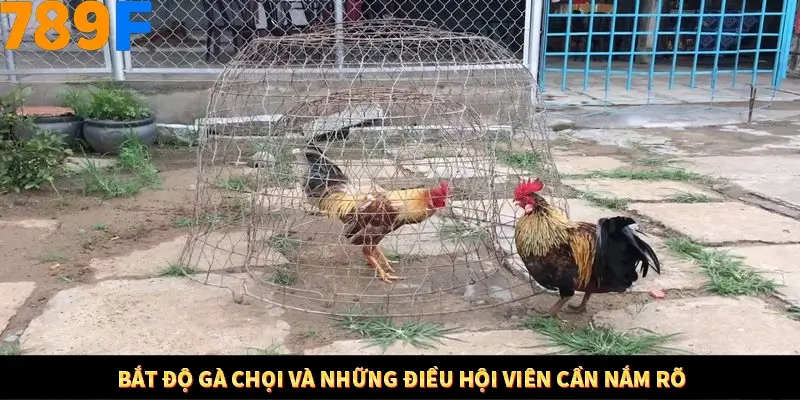 Kinh Nghiệm Quản Lý Vốn Khi Cá Cược Thể Thao – Phương Pháp Từ 789F 10 Bắt độ gà chọi và những điều hội viên cần nắm rõ