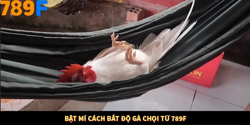 Kinh Nghiệm Quản Lý Vốn Khi Cá Cược Thể Thao – Phương Pháp Từ 789F 11 Bật mí cách bắt độ gà chọi từ 789F