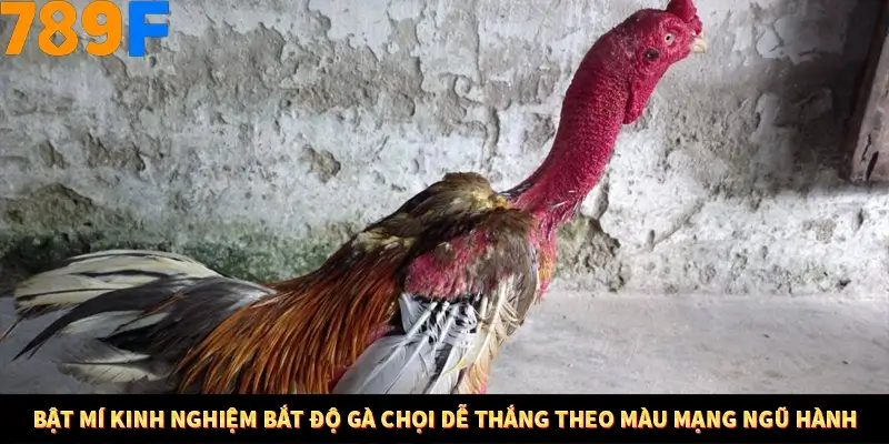 Mẹo Chọn Súng Trong Game bắn Cá Online Cực Hiệu Quả Tại 789F 12 Bật mí kinh nghiệm bắt độ gà chọi dễ thắng theo màu mạng ngũ hành