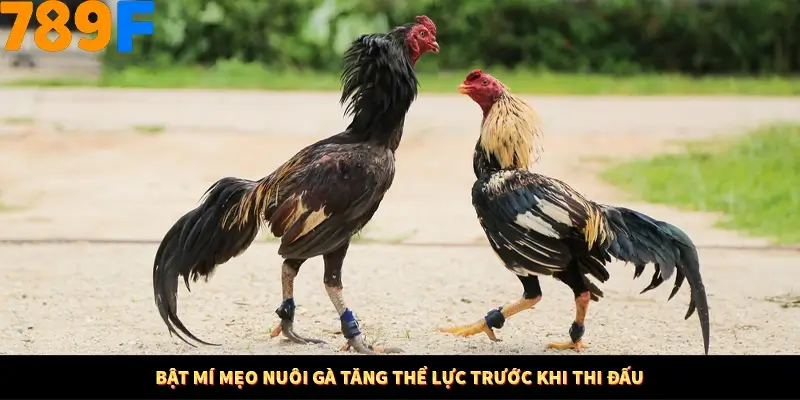 Kinh Nghiệm Quản Lý Vốn Khi Cá Cược Thể Thao – Phương Pháp Từ 789F 11 Bật mí mẹo nuôi gà tăng thể lực trước khi thi đấu