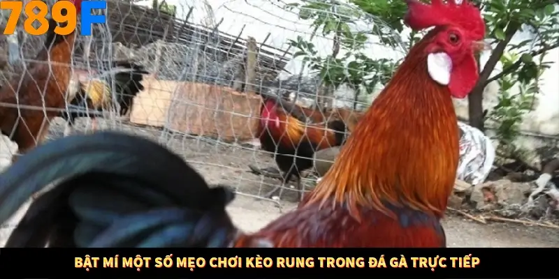 Kinh Nghiệm Quản Lý Vốn Khi Cá Cược Thể Thao – Phương Pháp Từ 789F 11 Bật mí một số mẹo chơi kèo rung trong đá gà trực tiếp