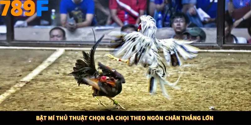 Kinh Nghiệm Quản Lý Vốn Khi Cá Cược Thể Thao – Phương Pháp Từ 789F 12 Bật mí thủ thuật chọn gà chọi theo ngón chân thắng lớn