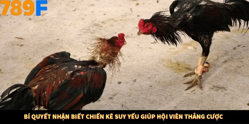 Kinh Nghiệm Quản Lý Vốn Khi Cá Cược Thể Thao – Phương Pháp Từ 789F 11 Bí quyết nhận biết chiến kê suy yếu giúp hội viên thắng cược