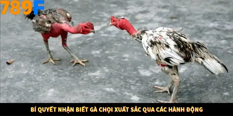 Mẹo Chọn Súng Trong Game bắn Cá Online Cực Hiệu Quả Tại 789F 12 Bí quyết nhận biết gà chọi xuất sắc qua các hành động