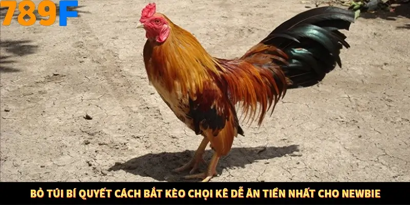 Mẹo Chọn Súng Trong Game bắn Cá Online Cực Hiệu Quả Tại 789F 12 Bỏ túi bí quyết cách bắt kèo chọi kê dễ ăn tiền nhất cho newbie