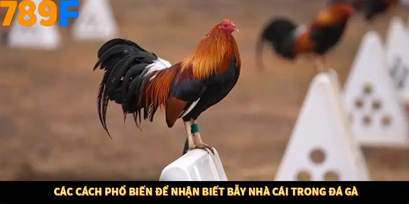 Kinh Nghiệm Quản Lý Vốn Khi Cá Cược Thể Thao – Phương Pháp Từ 789F 12 Các cách phổ biến để nhận biết bẫy nhà cái trong đá gà