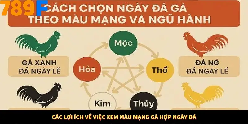 Kinh Nghiệm Quản Lý Vốn Khi Cá Cược Thể Thao – Phương Pháp Từ 789F 11 Các lợi ích về việc xem màu mạng gà hợp ngày đá