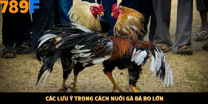Kinh Nghiệm Quản Lý Vốn Khi Cá Cược Thể Thao – Phương Pháp Từ 789F 12 Các lưu ý trong cách nuôi gà đá bo lớn