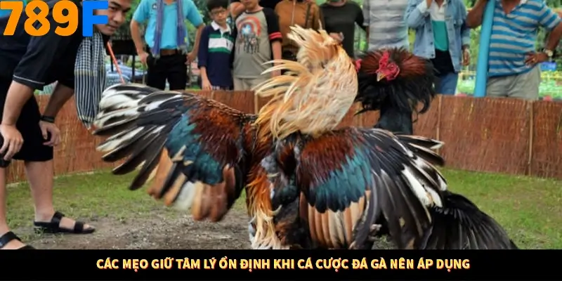 Kinh Nghiệm Quản Lý Vốn Khi Cá Cược Thể Thao – Phương Pháp Từ 789F 11 Các mẹo giữ tâm lý ổn định khi cá cược đá gà nên áp dụng
