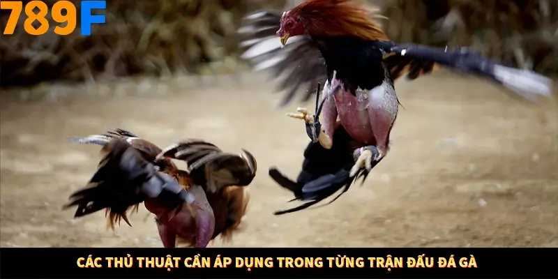 Kinh Nghiệm Quản Lý Vốn Khi Cá Cược Thể Thao – Phương Pháp Từ 789F 11 Các thủ thuật cần áp dụng trong từng trận đấu đá gà