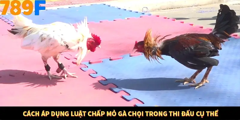 Kinh Nghiệm Quản Lý Vốn Khi Cá Cược Thể Thao – Phương Pháp Từ 789F 11 Cách áp dụng luật chấp mỏ gà chọi trong thi đấu cụ thể