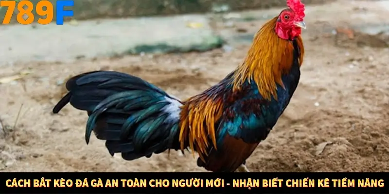 Mẹo Chọn Súng Trong Game bắn Cá Online Cực Hiệu Quả Tại 789F 10 Cách bắt kèo đá gà an toàn cho người mới - Nhận biết chiến kê tiềm năng