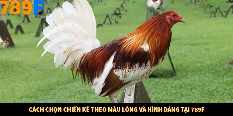 Mẹo Chọn Súng Trong Game bắn Cá Online Cực Hiệu Quả Tại 789F 11 Cách chọn chiến kê theo màu lông và hình dáng tại 789F