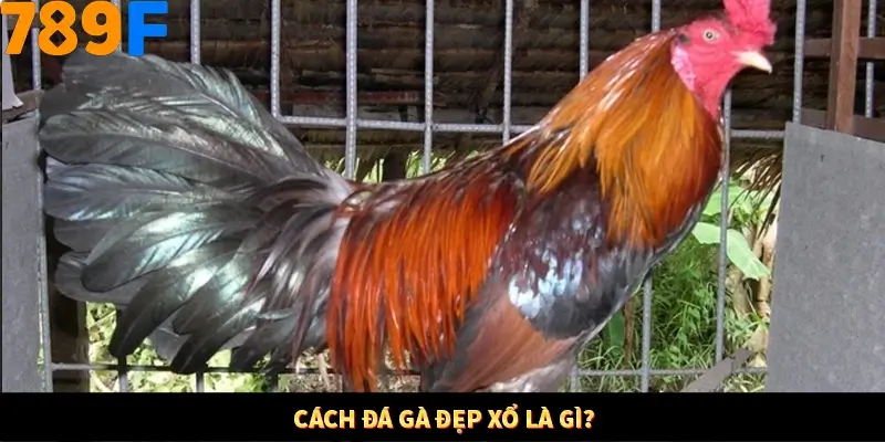 Kinh Nghiệm Quản Lý Vốn Khi Cá Cược Thể Thao – Phương Pháp Từ 789F 10 Cách đá gà đẹp xổ là gì?