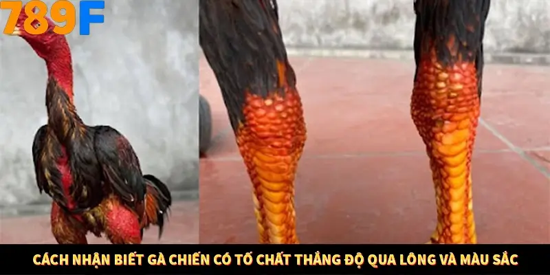 Mẹo Chọn Súng Trong Game bắn Cá Online Cực Hiệu Quả Tại 789F 11 Cách nhận biết gà chiến có tố chất thắng độ qua lông và màu sắc