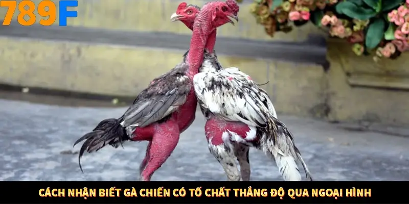 Mẹo Chọn Súng Trong Game bắn Cá Online Cực Hiệu Quả Tại 789F 10 Cách nhận biết gà chiến có tố chất thắng độ qua ngoại hình