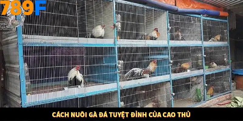 Kinh Nghiệm Quản Lý Vốn Khi Cá Cược Thể Thao – Phương Pháp Từ 789F 11 Cách nuôi gà đá tuyệt đỉnh của cao thủ