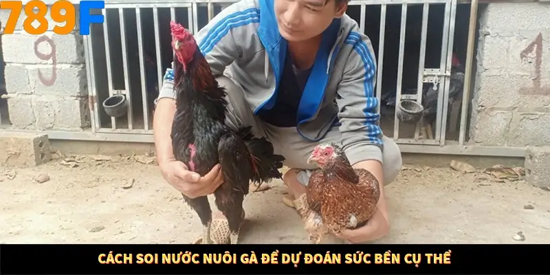 Kinh Nghiệm Quản Lý Vốn Khi Cá Cược Thể Thao – Phương Pháp Từ 789F 11 Cách soi nước nuôi gà để dự đoán sức bền cụ thể