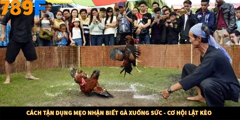 Kinh Nghiệm Quản Lý Vốn Khi Cá Cược Thể Thao – Phương Pháp Từ 789F 12 Cách tận dụng mẹo nhận biết gà xuống sức - cơ hội lật kèo