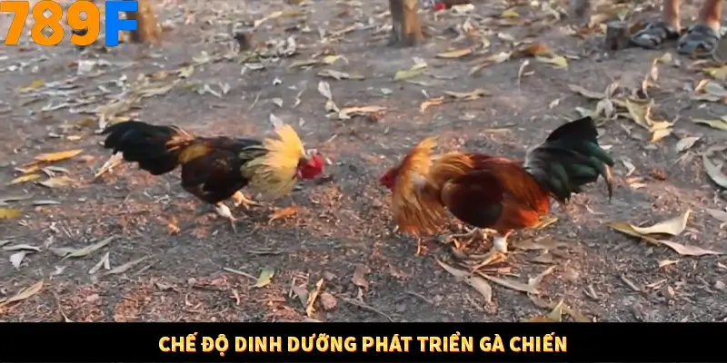 Kinh Nghiệm Quản Lý Vốn Khi Cá Cược Thể Thao – Phương Pháp Từ 789F 12 Chế độ dinh dưỡng phát triển gà chiến