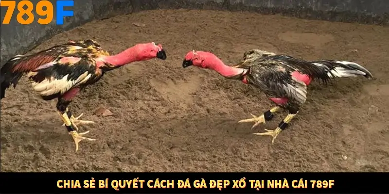 Kinh Nghiệm Quản Lý Vốn Khi Cá Cược Thể Thao – Phương Pháp Từ 789F 12 Chia sẻ bí quyết cách đá gà đẹp xổ tại nhà cái 789F