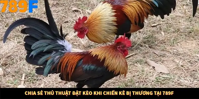 Kinh Nghiệm Quản Lý Vốn Khi Cá Cược Thể Thao – Phương Pháp Từ 789F 11 Chia sẻ thủ thuật đặt kèo khi chiến kê bị thương tại 789F
