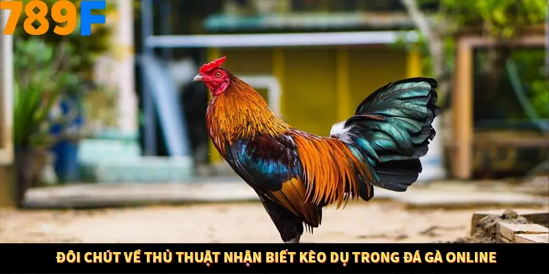 Kinh Nghiệm Quản Lý Vốn Khi Cá Cược Thể Thao – Phương Pháp Từ 789F 10 Đôi chút về thủ thuật nhận biết kèo dụ trong đá gà online