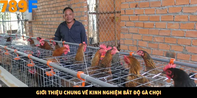 Mẹo Chọn Súng Trong Game bắn Cá Online Cực Hiệu Quả Tại 789F 10 Giới thiệu chung về kinh nghiệm bắt độ gà chọi