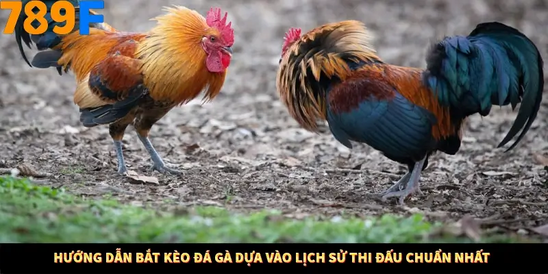 Kinh Nghiệm Quản Lý Vốn Khi Cá Cược Thể Thao – Phương Pháp Từ 789F 11 Hướng dẫn bắt kèo đá gà dựa vào lịch sử thi đấu chuẩn nhất