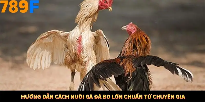 Kinh Nghiệm Quản Lý Vốn Khi Cá Cược Thể Thao – Phương Pháp Từ 789F 11 Hướng dẫn cách nuôi gà đá bo lớn chuẩn từ chuyên gia