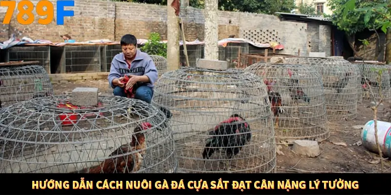 Kinh Nghiệm Quản Lý Vốn Khi Cá Cược Thể Thao – Phương Pháp Từ 789F 11 Hướng dẫn cách nuôi gà đá cựa sắt đạt cân nặng lý tưởng
