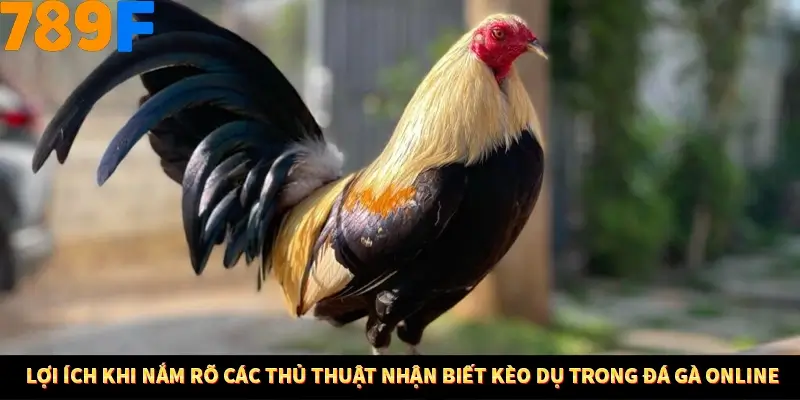 Kinh Nghiệm Quản Lý Vốn Khi Cá Cược Thể Thao – Phương Pháp Từ 789F 11 Lợi ích khi nắm rõ các thủ thuật nhận biết kèo dụ trong đá gà online
