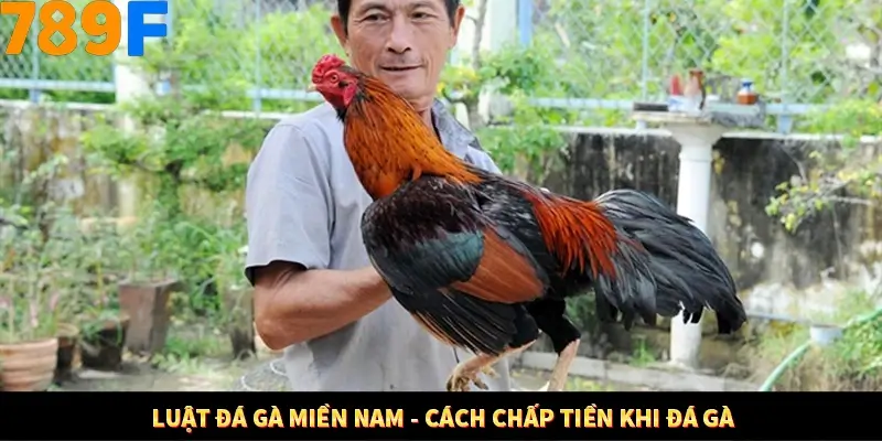 Kinh Nghiệm Quản Lý Vốn Khi Cá Cược Thể Thao – Phương Pháp Từ 789F 12 Luật đá gà miền Nam - Cách chấp tiền khi đá gà