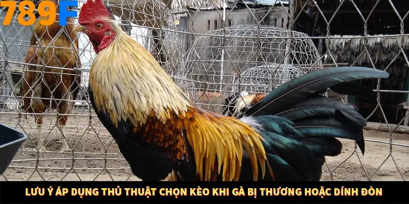 Kinh Nghiệm Quản Lý Vốn Khi Cá Cược Thể Thao – Phương Pháp Từ 789F 12 Lưu ý áp dụng thủ thuật chọn kèo khi gà bị thương hoặc dính đòn