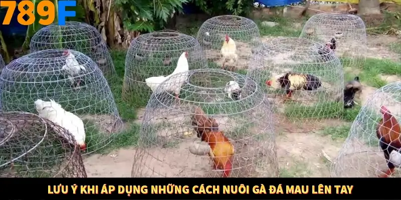Kinh Nghiệm Quản Lý Vốn Khi Cá Cược Thể Thao – Phương Pháp Từ 789F 12 Lưu ý khi áp dụng những cách nuôi gà đá mau lên tay