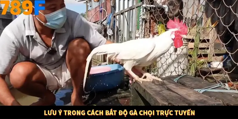 Kinh Nghiệm Quản Lý Vốn Khi Cá Cược Thể Thao – Phương Pháp Từ 789F 12 Lưu ý trong cách bắt độ gà chọi trực tuyến