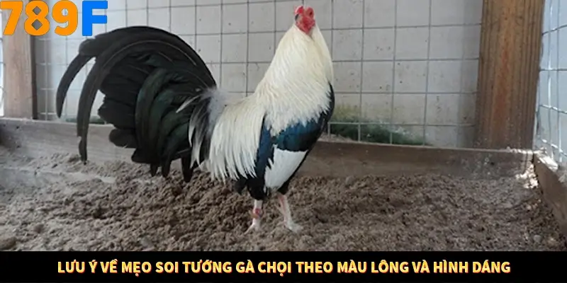 Mẹo Chọn Súng Trong Game bắn Cá Online Cực Hiệu Quả Tại 789F 12 Lưu ý về mẹo soi tướng gà chọi theo màu lông và hình dáng