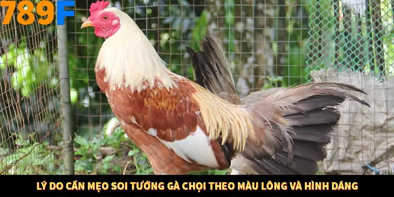 Mẹo Chọn Súng Trong Game bắn Cá Online Cực Hiệu Quả Tại 789F 10 Lý do cần mẹo soi tướng gà chọi theo màu lông và hình dáng