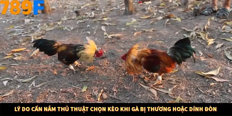 Kinh Nghiệm Quản Lý Vốn Khi Cá Cược Thể Thao – Phương Pháp Từ 789F 10 Lý do cần nắm thủ thuật chọn kèo khi gà bị thương hoặc dính đòn