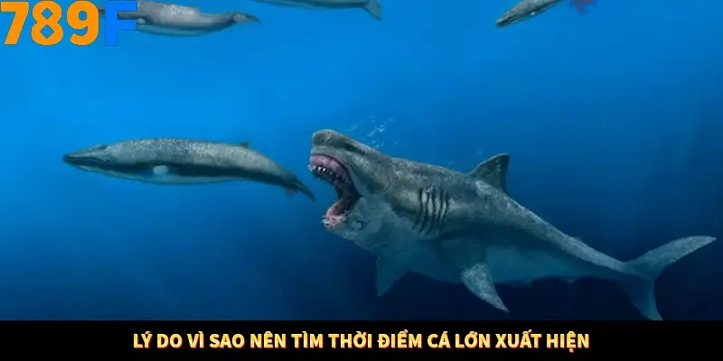 Kinh Nghiệm Quản Lý Vốn Khi Cá Cược Thể Thao – Phương Pháp Từ 789F 11 Lý do vì sao nên tìm thời điểm cá lớn xuất hiện