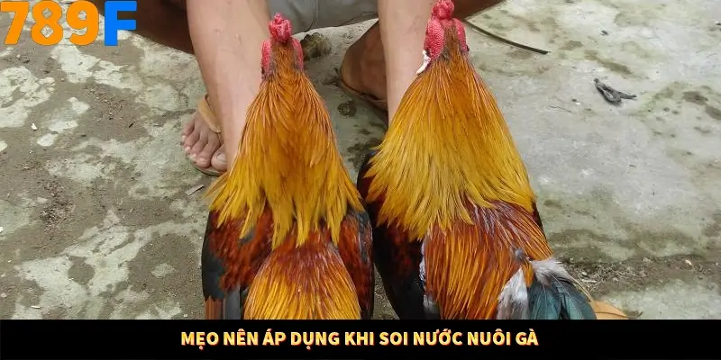 Kinh Nghiệm Quản Lý Vốn Khi Cá Cược Thể Thao – Phương Pháp Từ 789F 12 Mẹo nên áp dụng khi soi nước nuôi gà