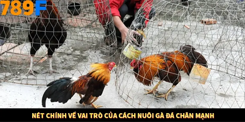 Kinh Nghiệm Quản Lý Vốn Khi Cá Cược Thể Thao – Phương Pháp Từ 789F 10 Nét chính về vai trò của cách nuôi gà đá chân mạnh