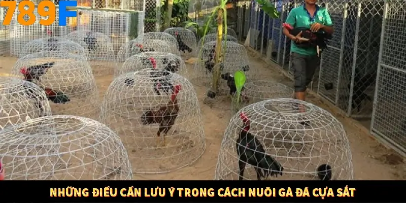 Kinh Nghiệm Quản Lý Vốn Khi Cá Cược Thể Thao – Phương Pháp Từ 789F 12 Những điều cần lưu ý trong cách nuôi gà đá cựa sắt