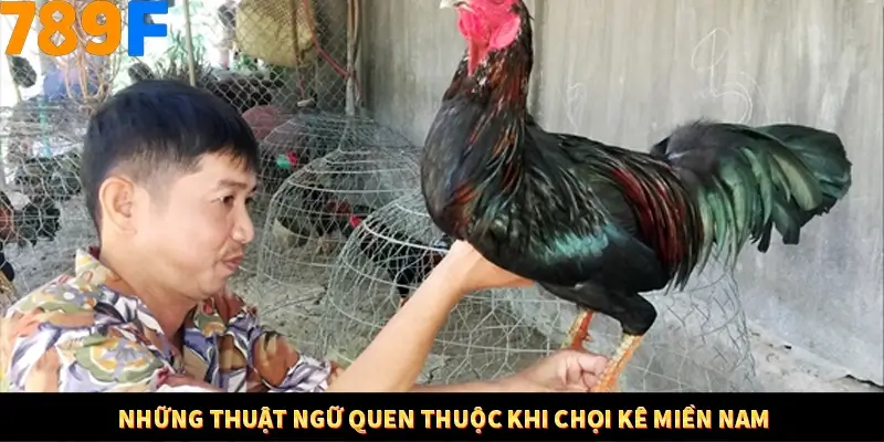 Kinh Nghiệm Quản Lý Vốn Khi Cá Cược Thể Thao – Phương Pháp Từ 789F 11 Những thuật ngữ quen thuộc khi chọi kê miền Nam
