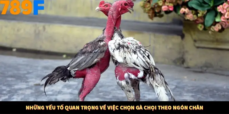 Kinh Nghiệm Quản Lý Vốn Khi Cá Cược Thể Thao – Phương Pháp Từ 789F 11 Những yếu tố quan trọng về việc chọn gà chọi theo ngón chân