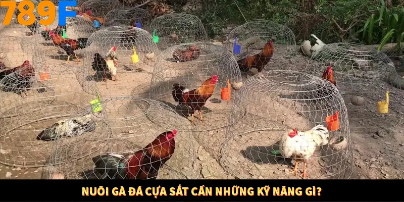 Kinh Nghiệm Quản Lý Vốn Khi Cá Cược Thể Thao – Phương Pháp Từ 789F 10 Nuôi gà đá cựa sắt cần những kỹ năng gì?