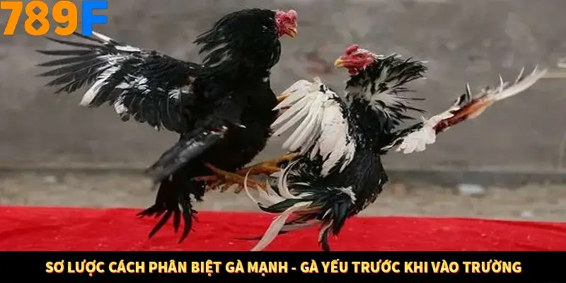 Mẹo Chọn Súng Trong Game bắn Cá Online Cực Hiệu Quả Tại 789F 10 Sơ lược cách phân biệt gà mạnh - gà yếu trước khi vào trường