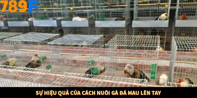 Kinh Nghiệm Quản Lý Vốn Khi Cá Cược Thể Thao – Phương Pháp Từ 789F 10 Sự hiệu quả của cách nuôi gà đá mau lên tay