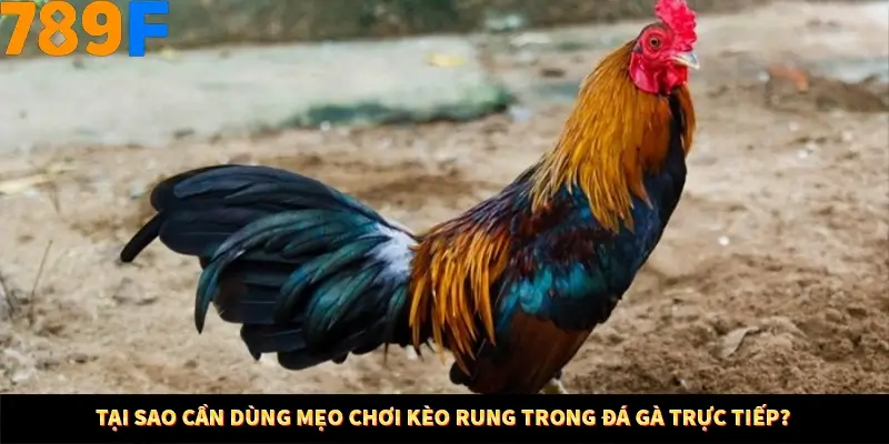 Kinh Nghiệm Quản Lý Vốn Khi Cá Cược Thể Thao – Phương Pháp Từ 789F 10 Tại sao cần dùng mẹo chơi kèo rung trong đá gà trực tiếp?
