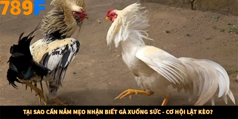 Kinh Nghiệm Quản Lý Vốn Khi Cá Cược Thể Thao – Phương Pháp Từ 789F 10 Tại sao cần nắm mẹo nhận biết gà xuống sức - cơ hội lật kèo?